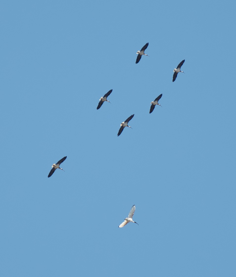 ibis slámokrký - ML617513561