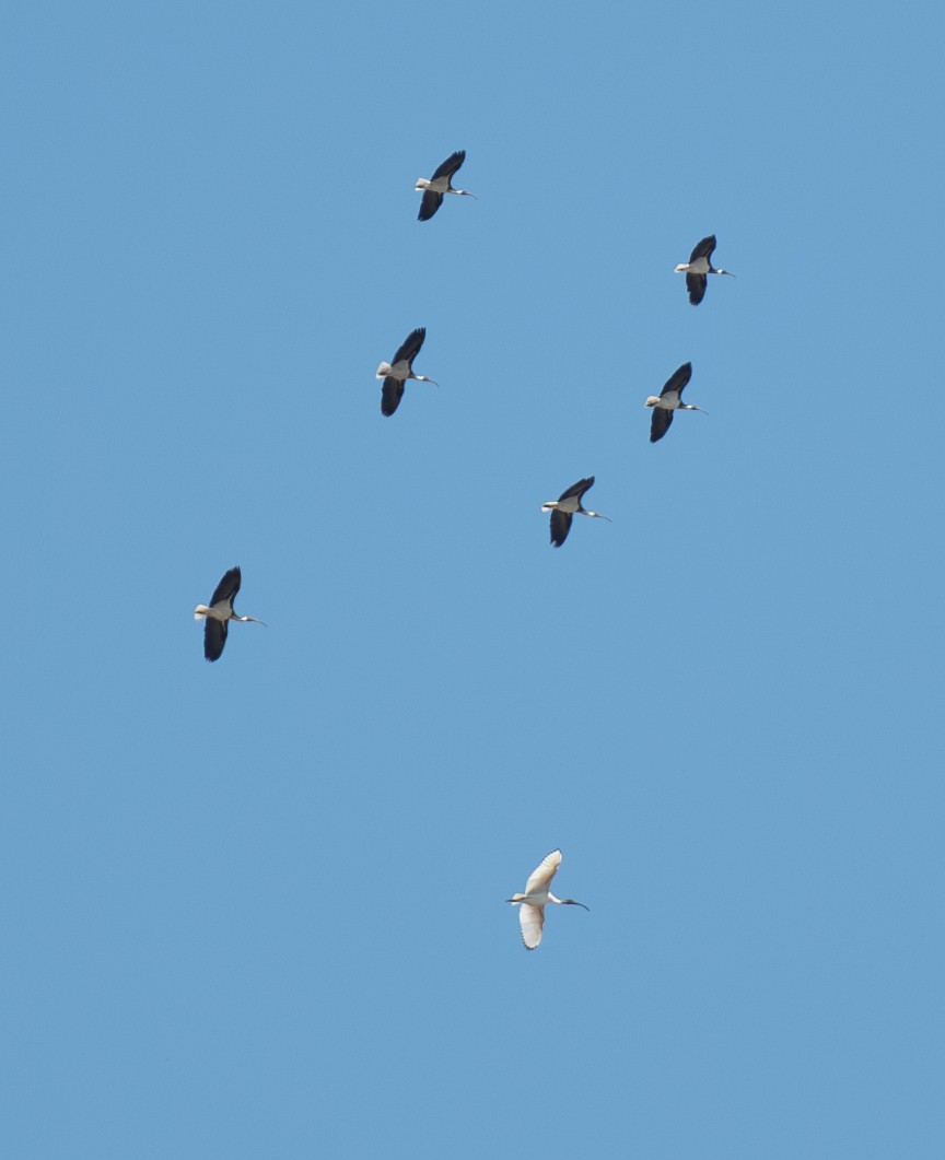 ibis slámokrký - ML617513564