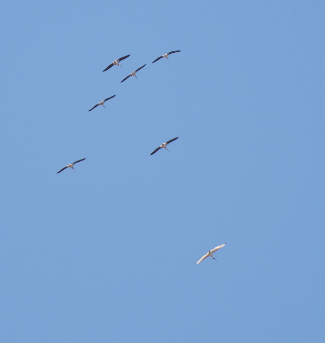 ibis slámokrký - ML617513569