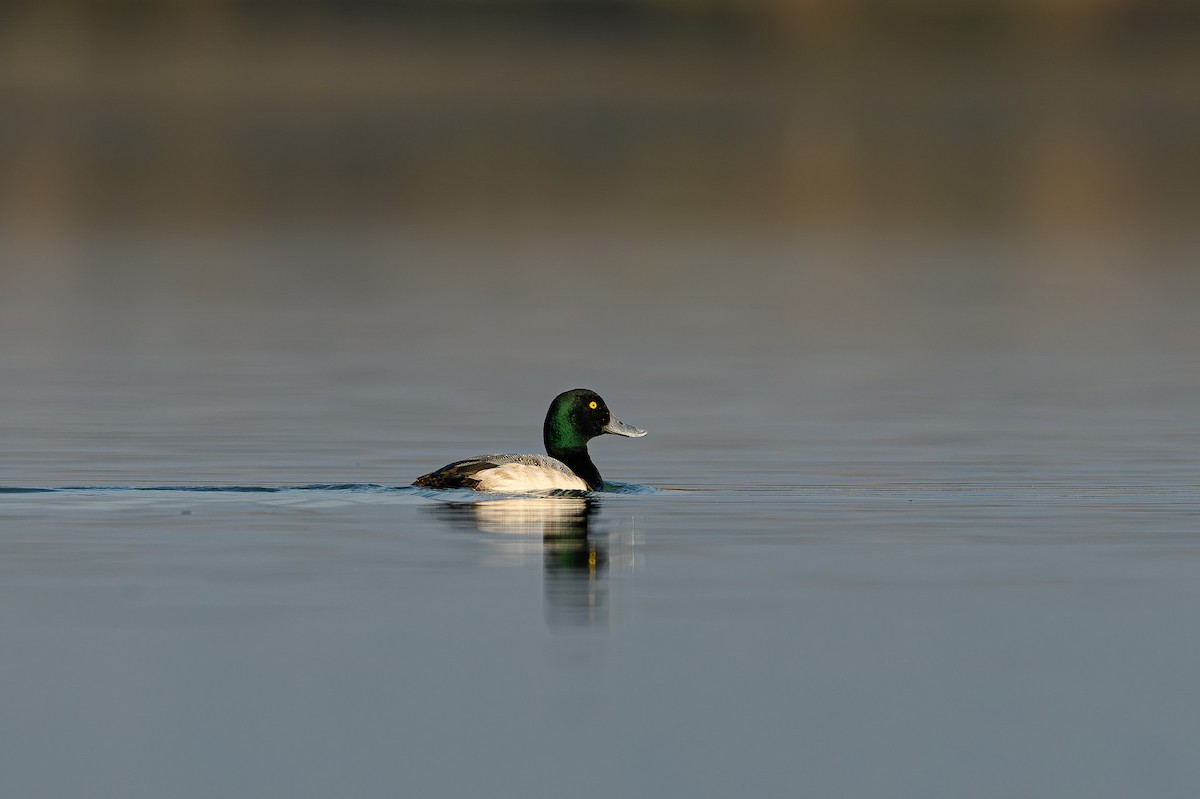 Greater Scaup - ML617513570