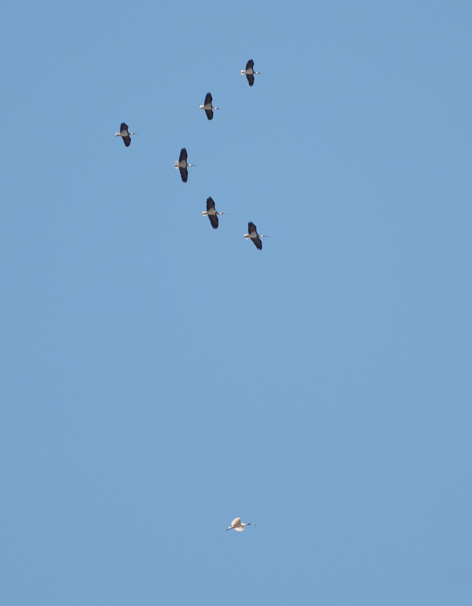ibis slámokrký - ML617513575