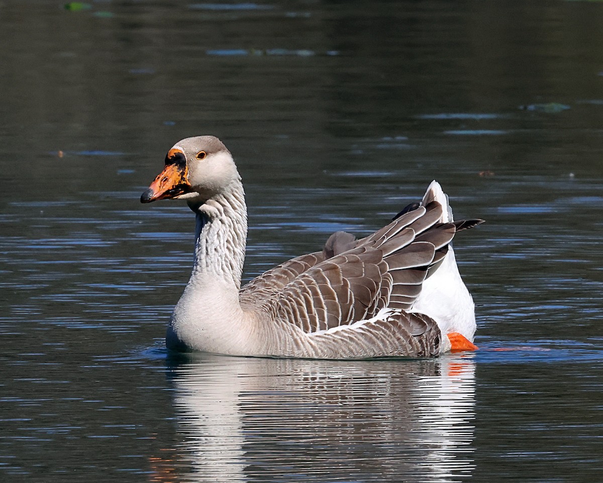 Graylag Goose (Domestic type) - ML617513588