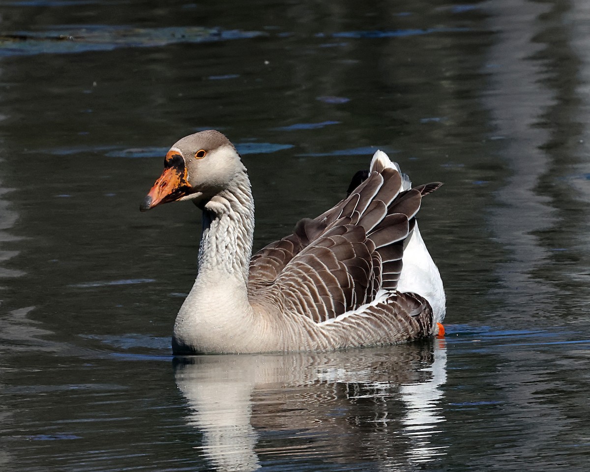 Graylag Goose (Domestic type) - ML617513589