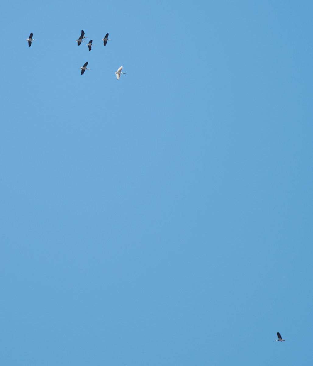ibis slámokrký - ML617513592
