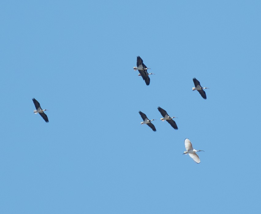 ibis slámokrký - ML617513593