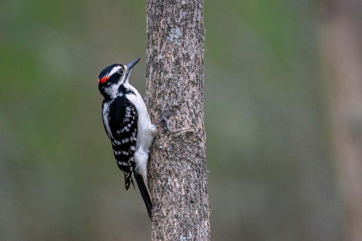 Hairy Woodpecker - ML617513599