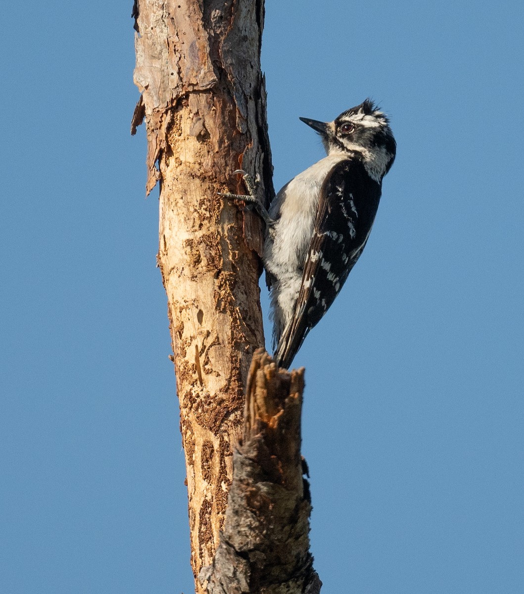 Downy Woodpecker - ML617513643