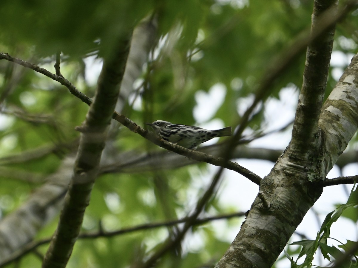 Black-and-white Warbler - William Woody