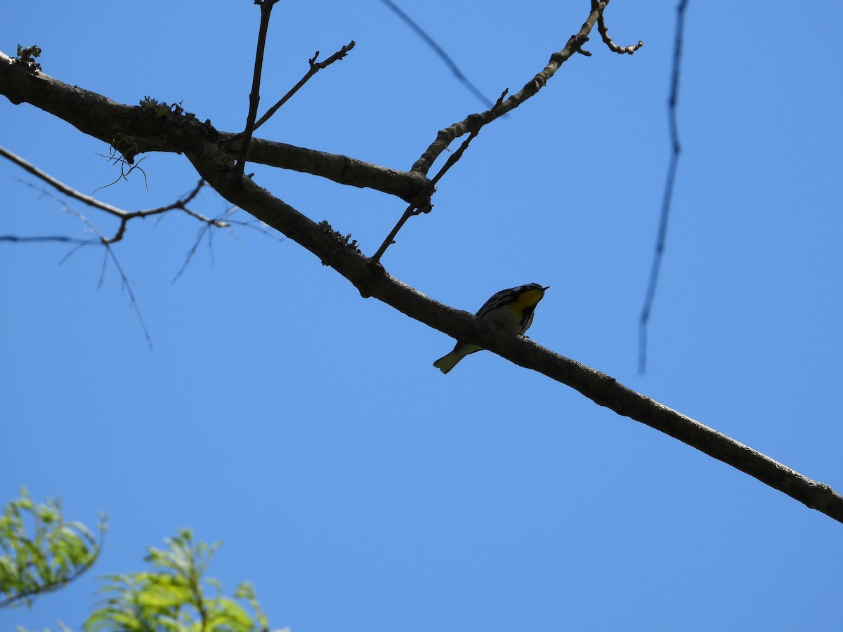 Yellow-throated Warbler - ML617513716