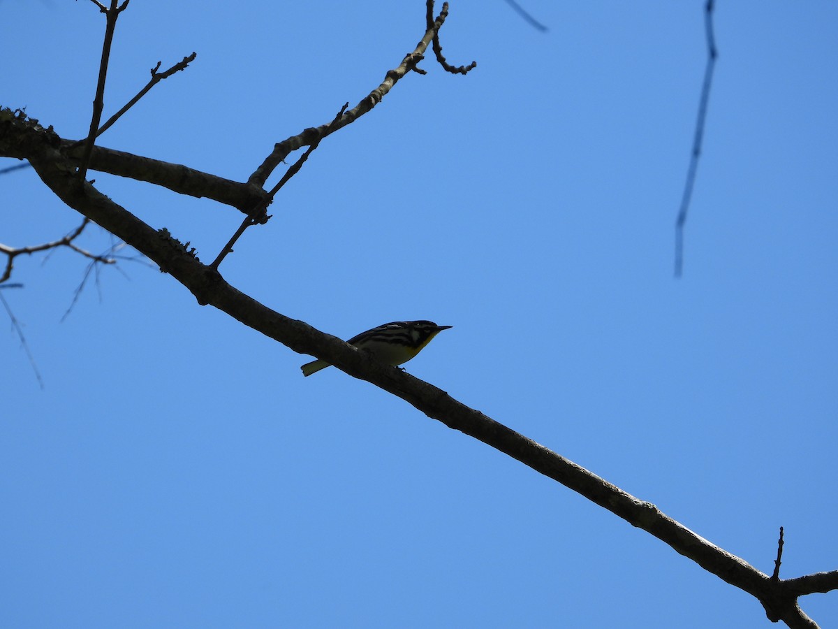 Yellow-throated Warbler - ML617513718