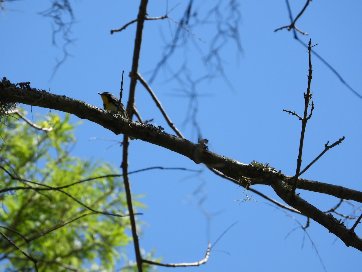 Yellow-throated Warbler - ML617513720