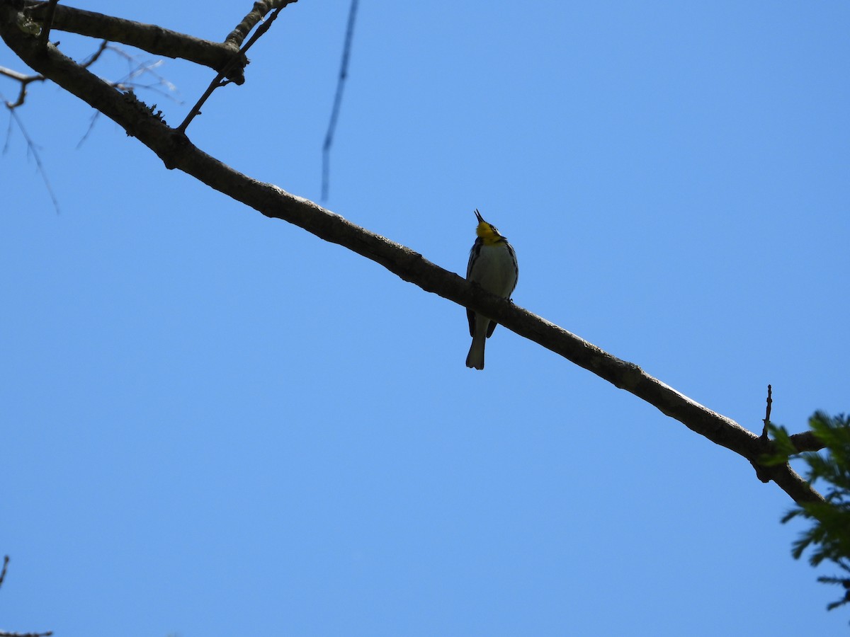 Yellow-throated Warbler - ML617513721