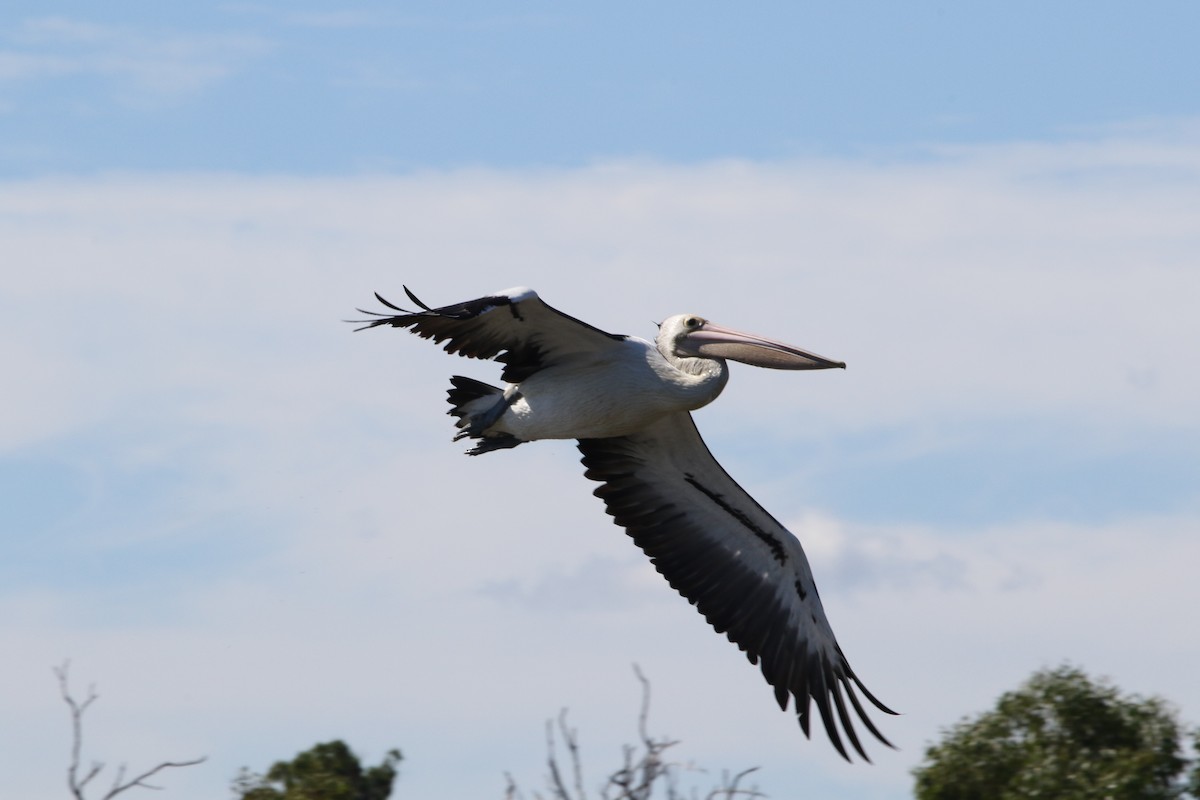 pelikán australský - ML617513846