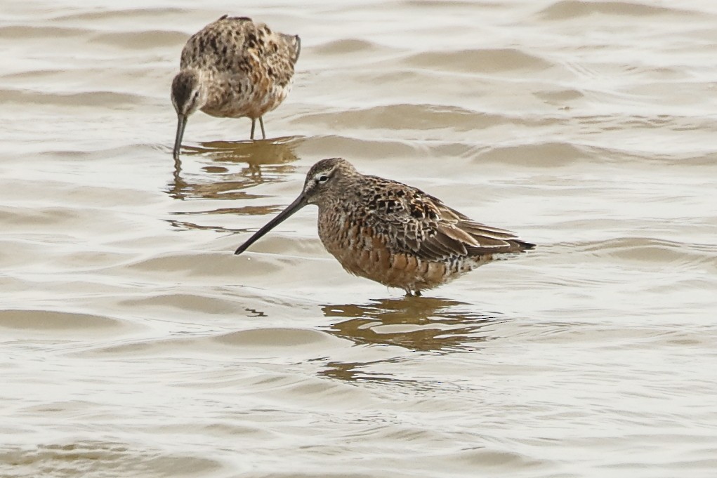 Long-billed Dowitcher - Pat Draisey