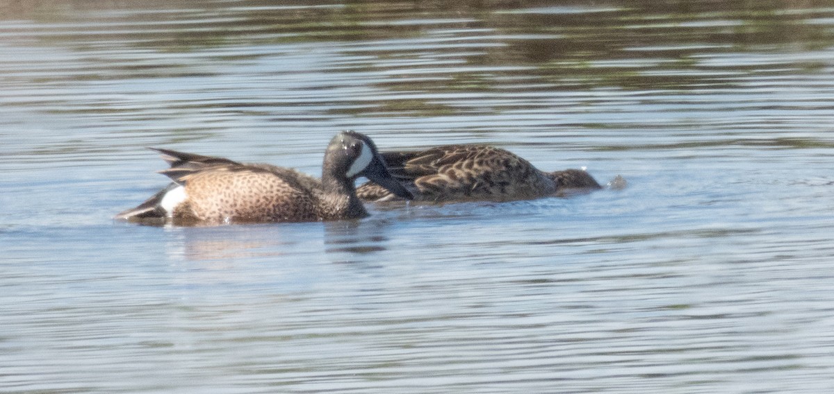 Blue-winged Teal - ML617513861