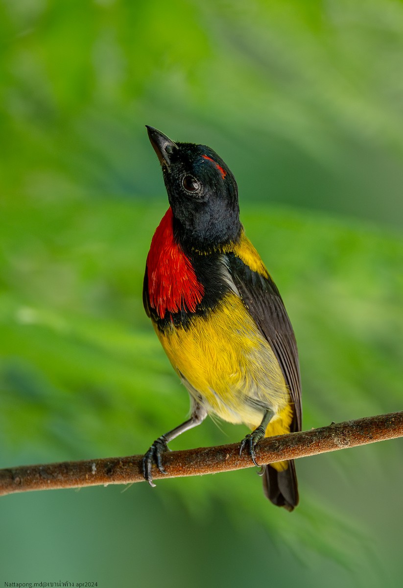Scarlet-breasted Flowerpecker - Nattapong Banhomglin