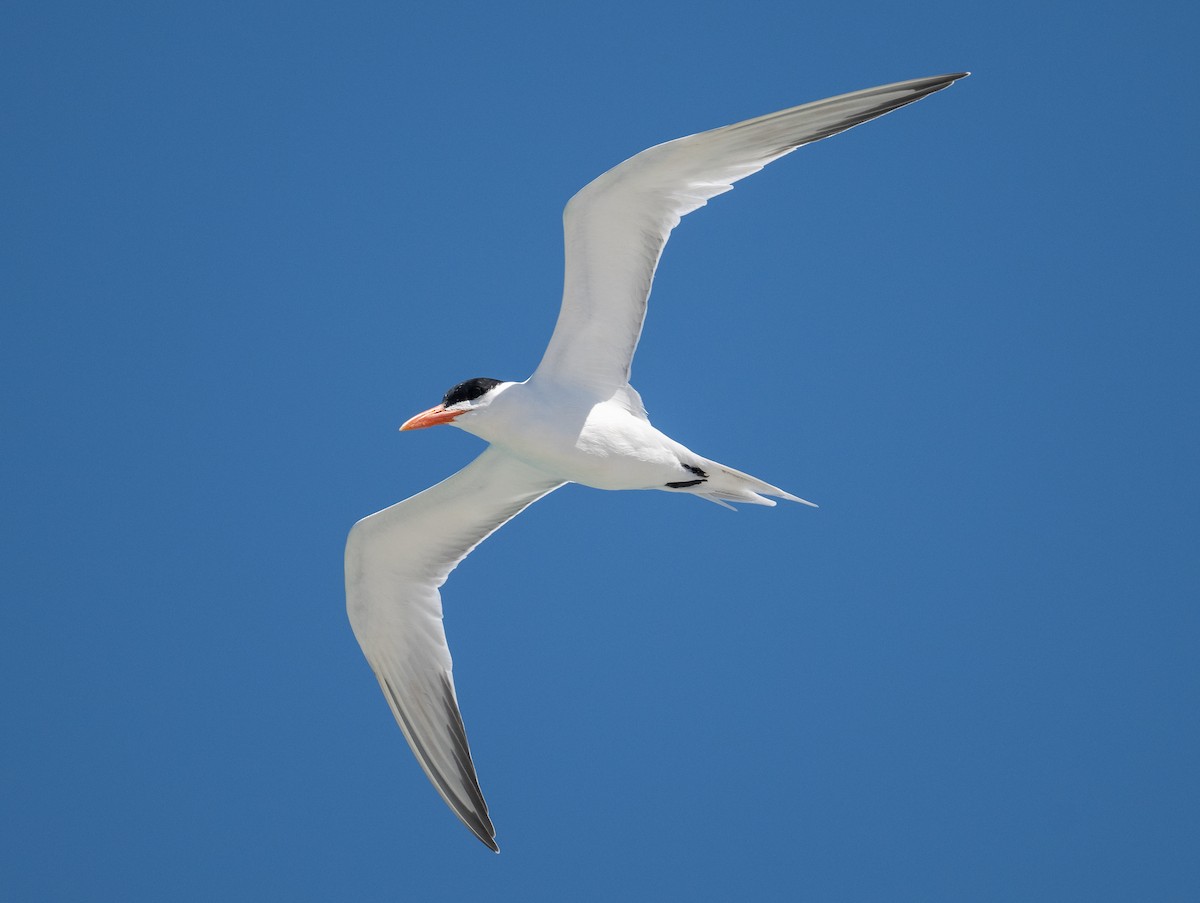 Royal Tern - Tom Warren