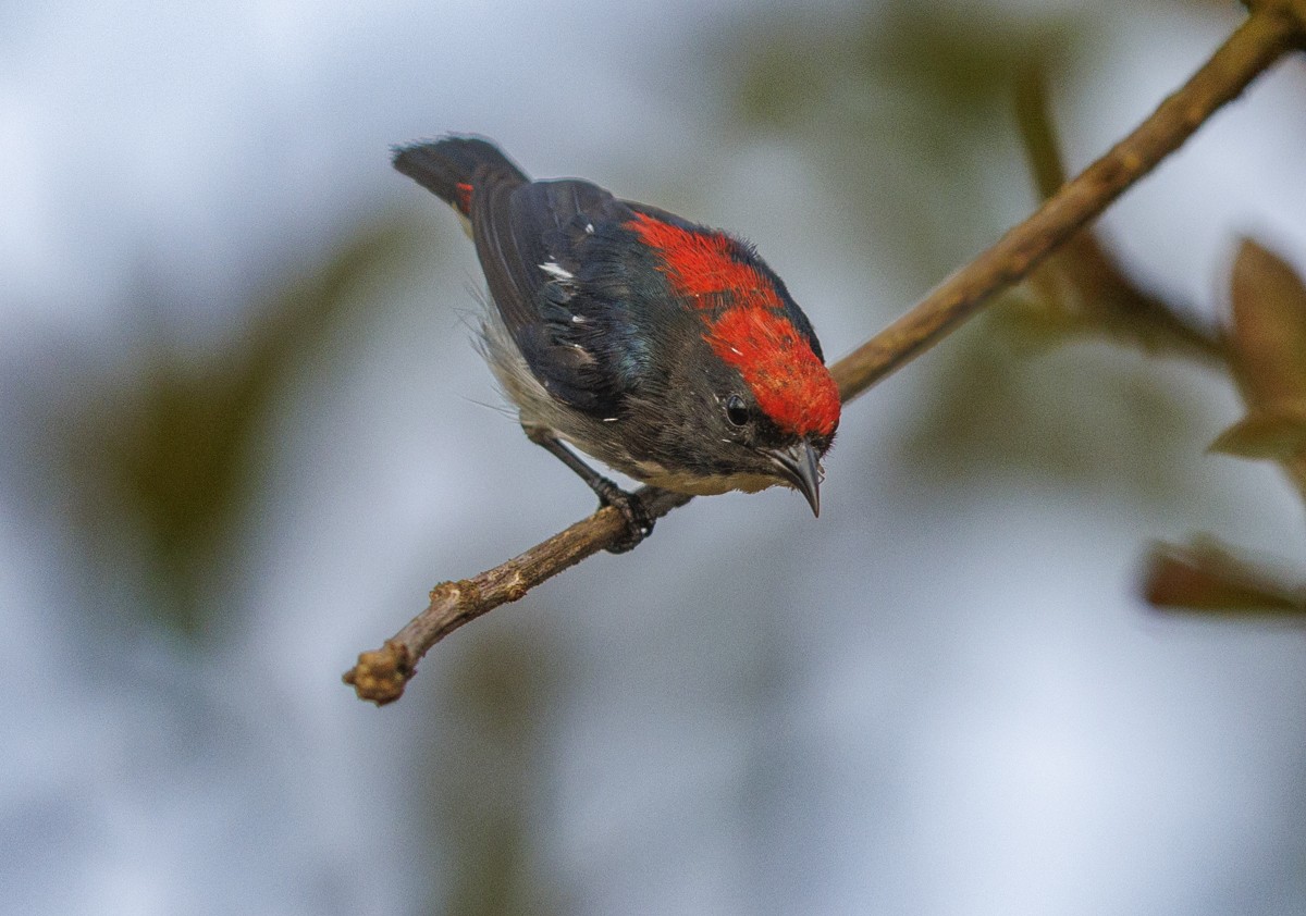 Scarlet-backed Flowerpecker - ML617513985