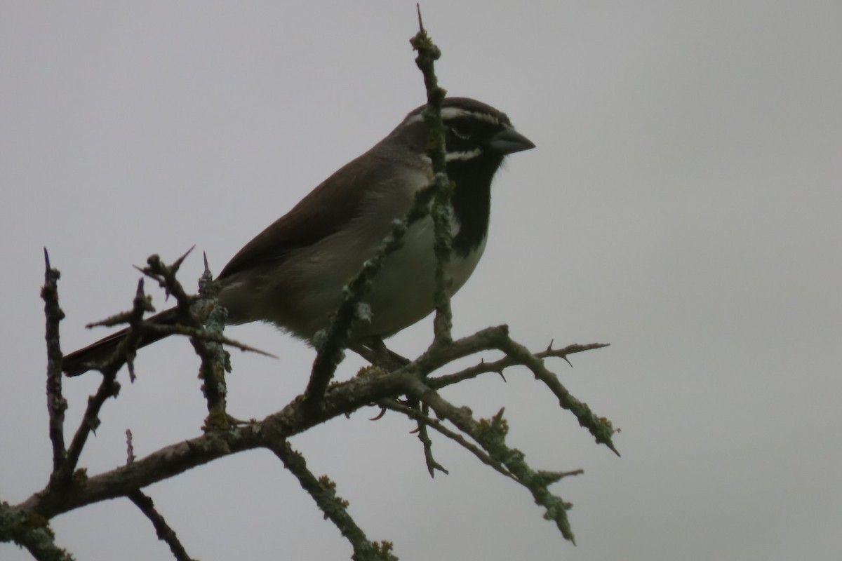 Black-throated Sparrow - ML617514008