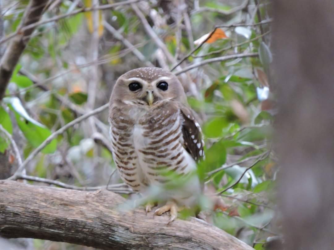 White-browed Owl - ML617514038