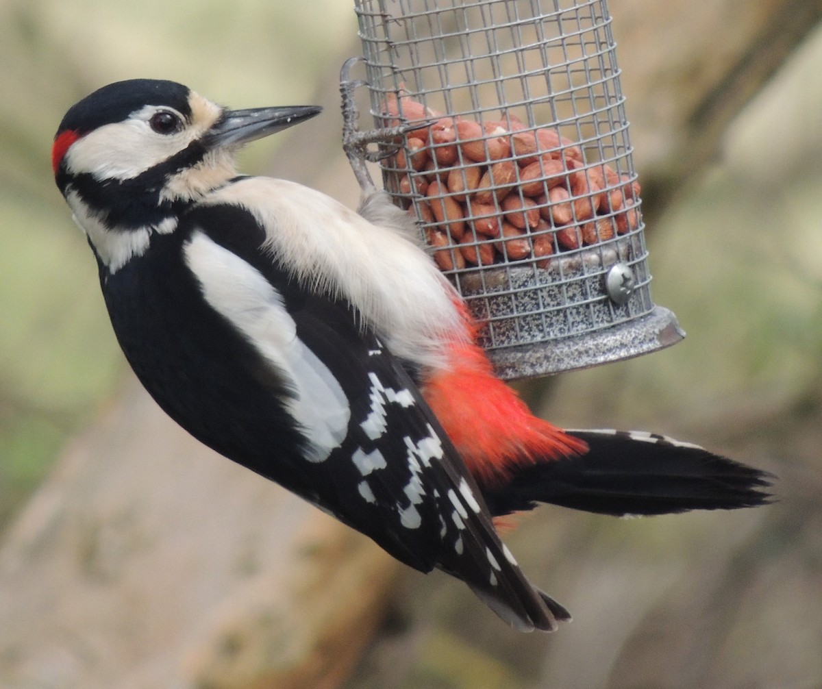 Great Spotted Woodpecker - Mark Easterbrook
