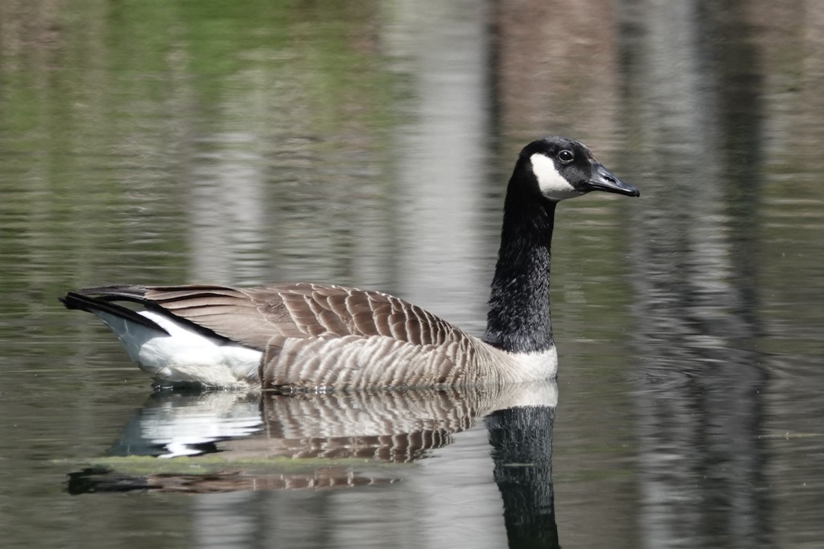 Canada Goose - George Wallace