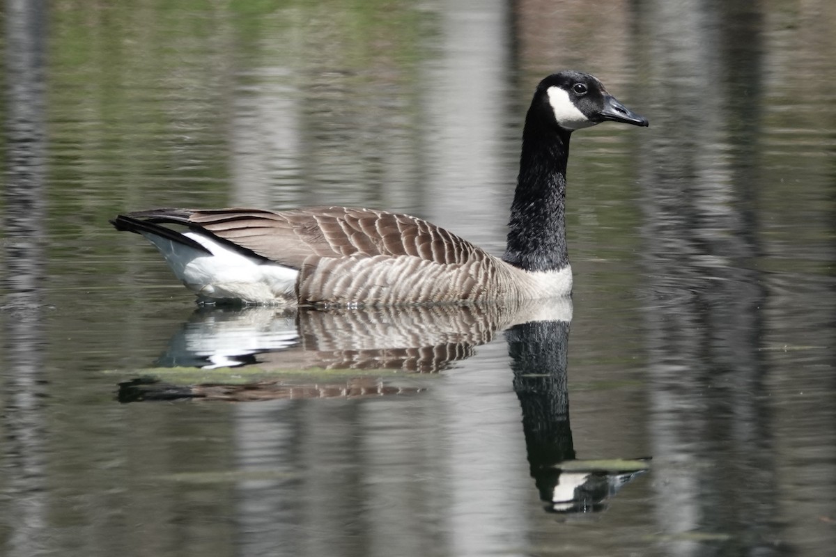Canada Goose - George Wallace