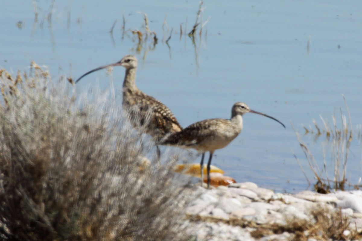 Long-billed Curlew - ML617514140