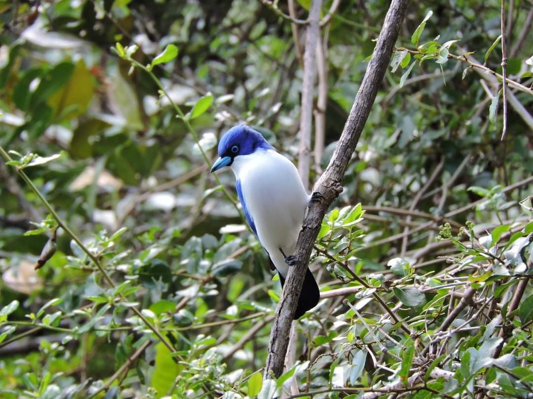 Madagascar Blue Vanga - ML617514145