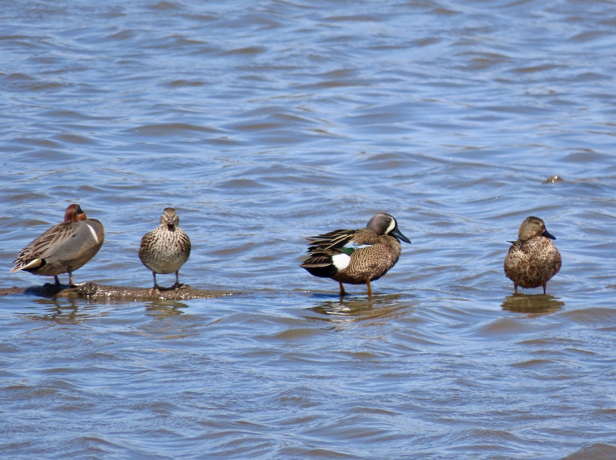 Blue-winged Teal - ML617514162