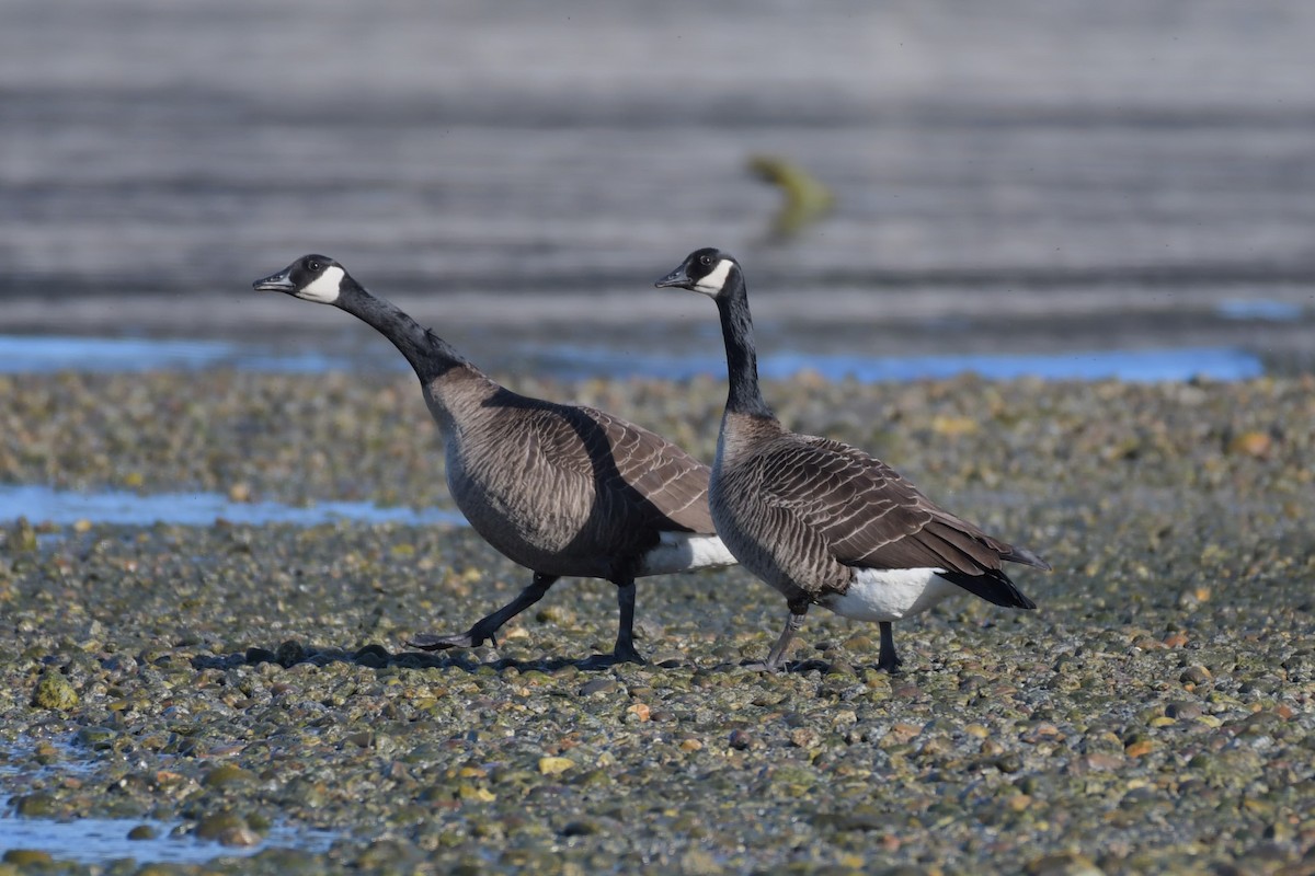 Canada Goose (occidentalis/fulva) - Kelly Kirkpatrick