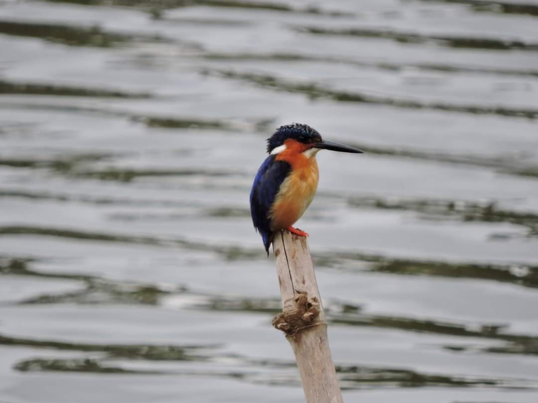 Malagasy Kingfisher - ML617514167