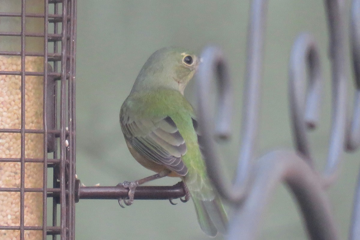Painted Bunting - ML617514176