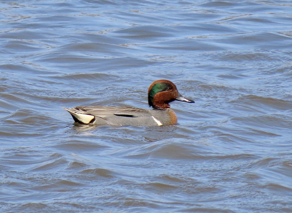 Green-winged Teal - ML617514181