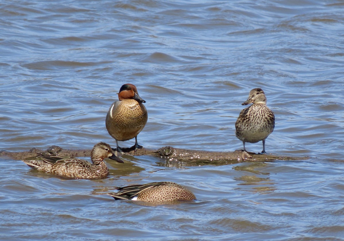 Green-winged Teal - ML617514182