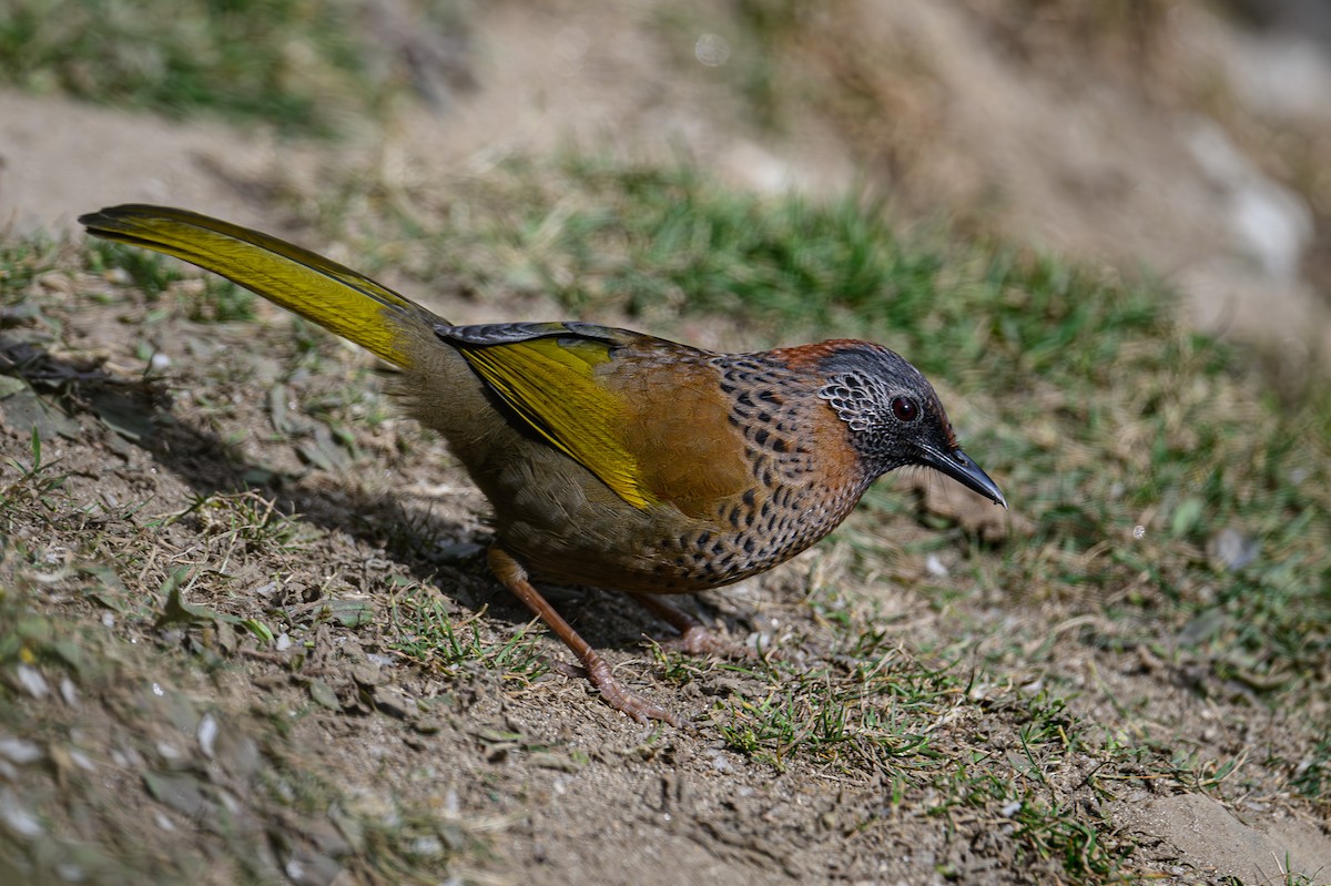 Chestnut-crowned Laughingthrush - ML617514241
