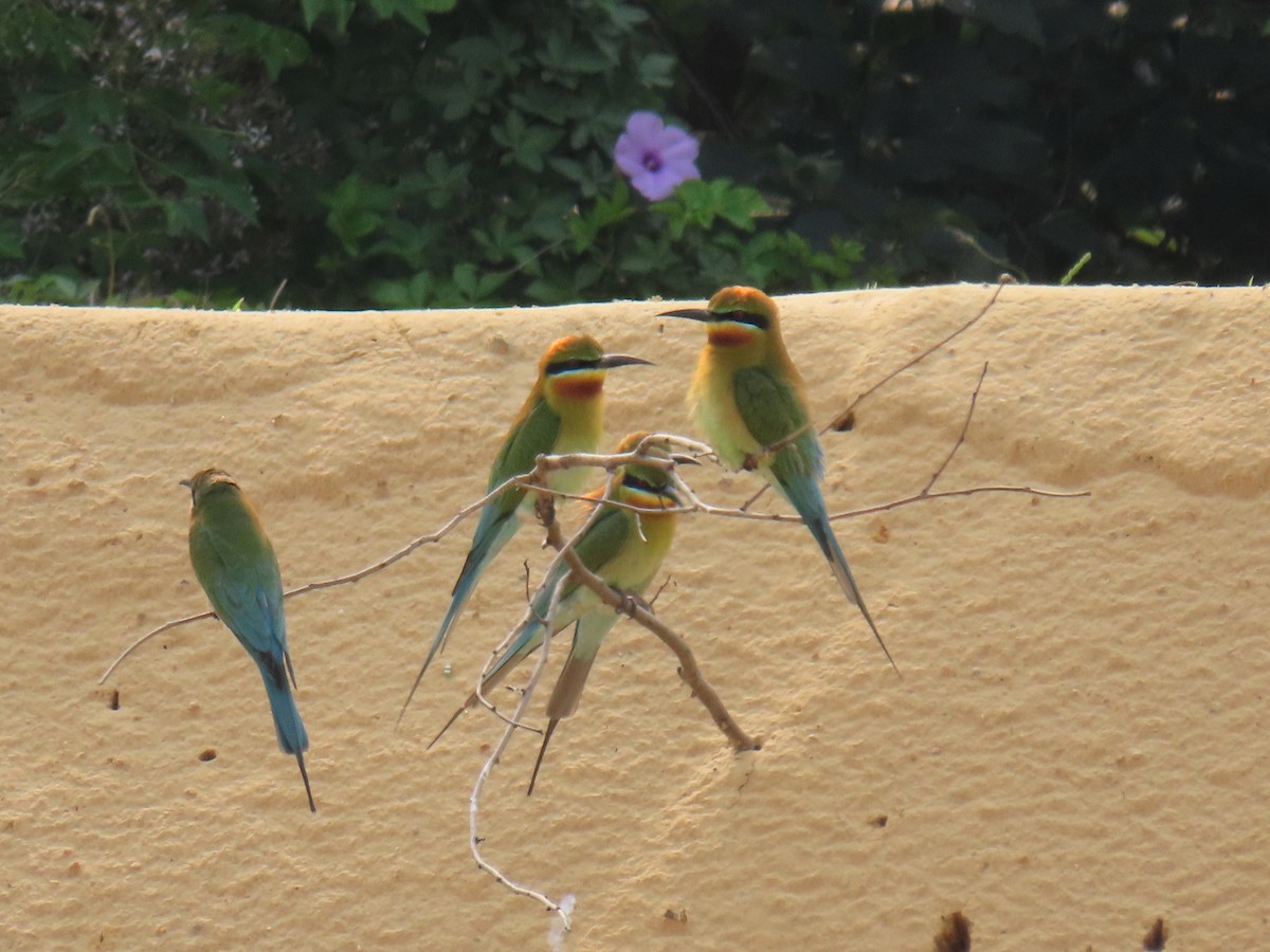 Blue-tailed Bee-eater - ML617514338