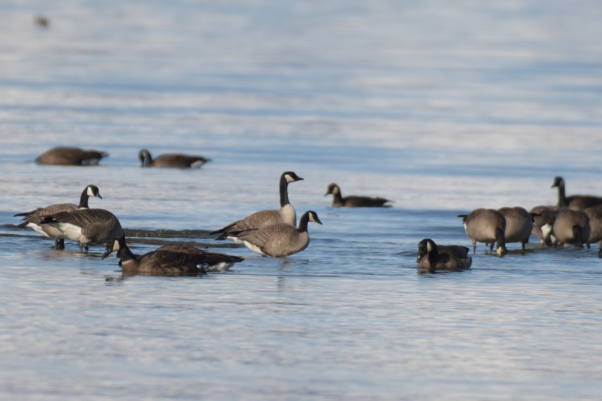 Canada Goose (canadensis Group) - ML617514390