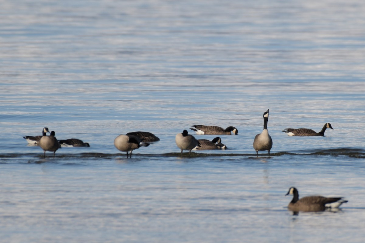 Canada Goose (canadensis Group) - ML617514391