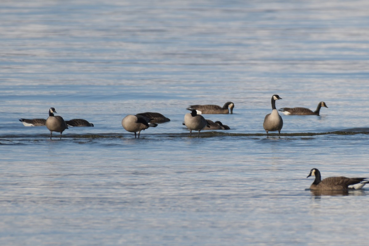 Canada Goose (canadensis Group) - Kelly Kirkpatrick