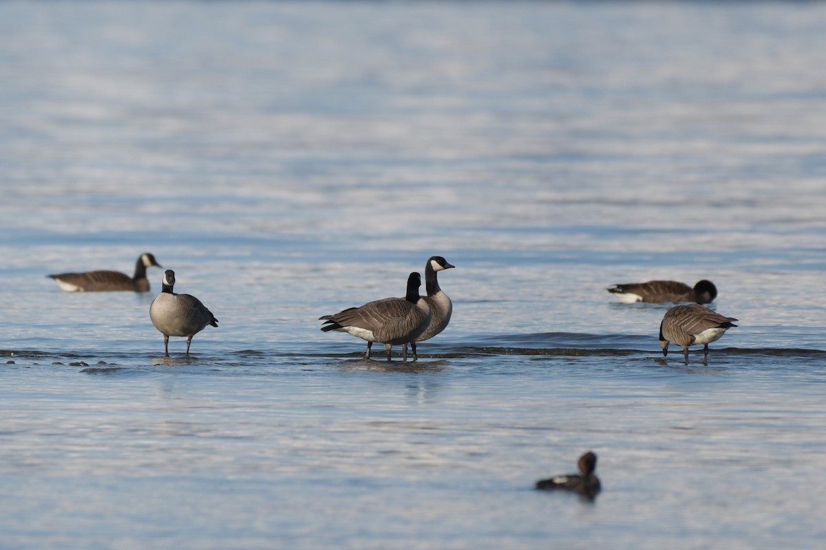 Canada Goose (canadensis Group) - ML617514394