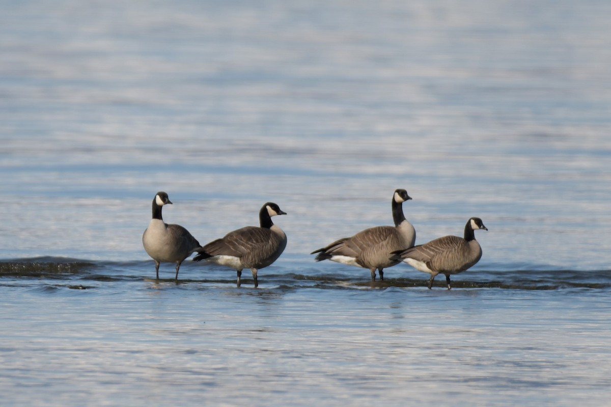 Canada Goose (canadensis Group) - ML617514395
