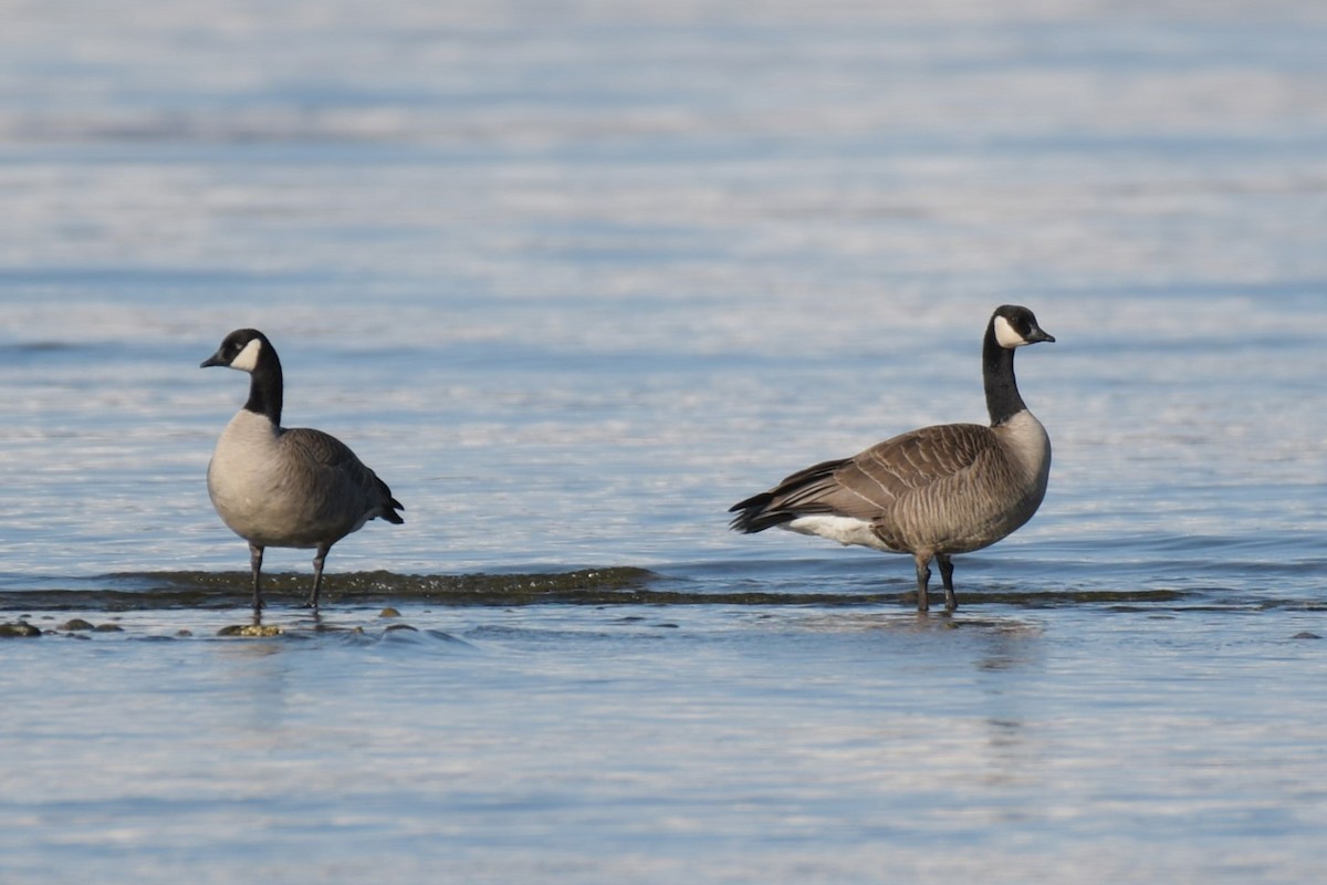 Canada Goose (canadensis Group) - ML617514396