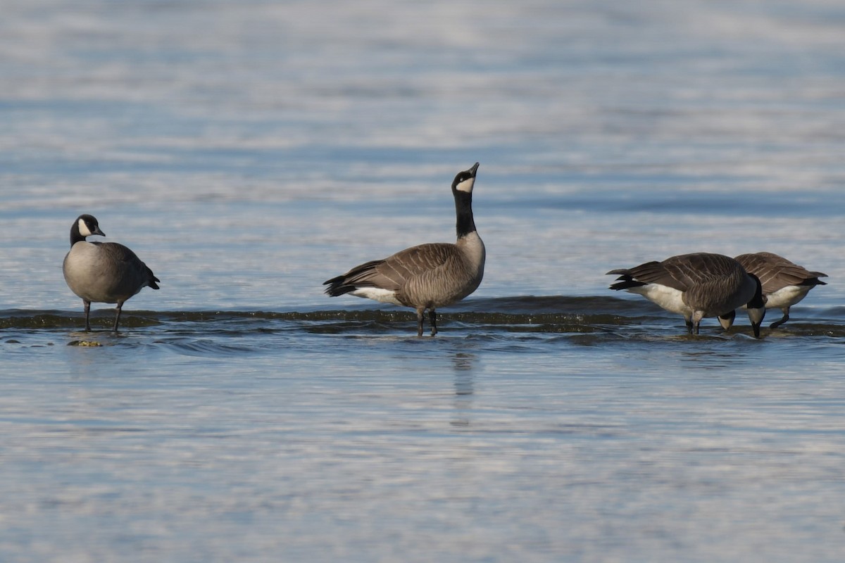 Canada Goose (canadensis Group) - ML617514397