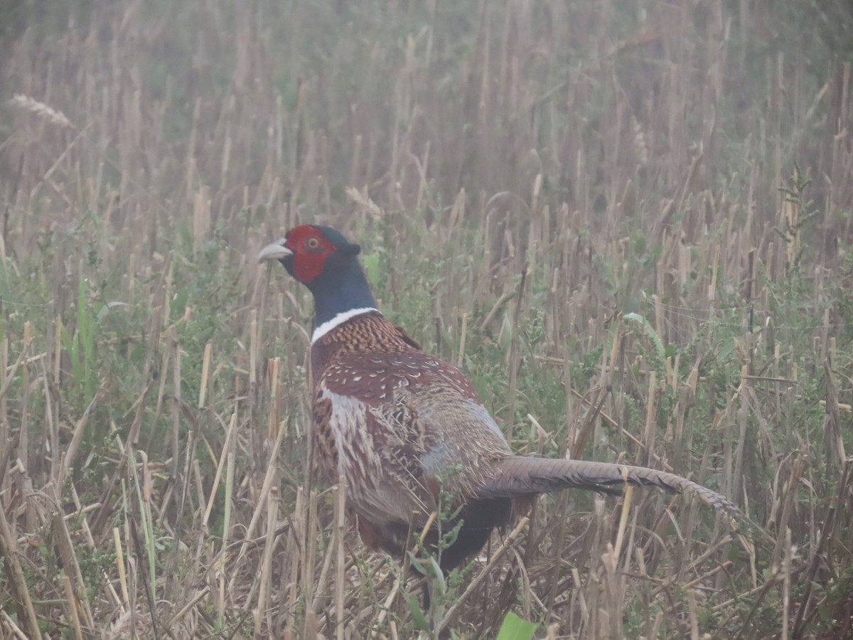 Ring-necked Pheasant - Bosco Chan