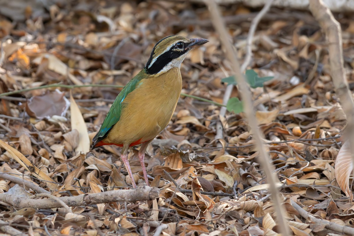 Indian Pitta - Anand T