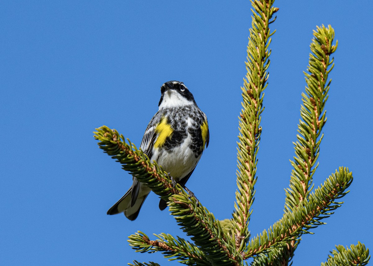 Yellow-rumped Warbler - Ronnie d'Entremont