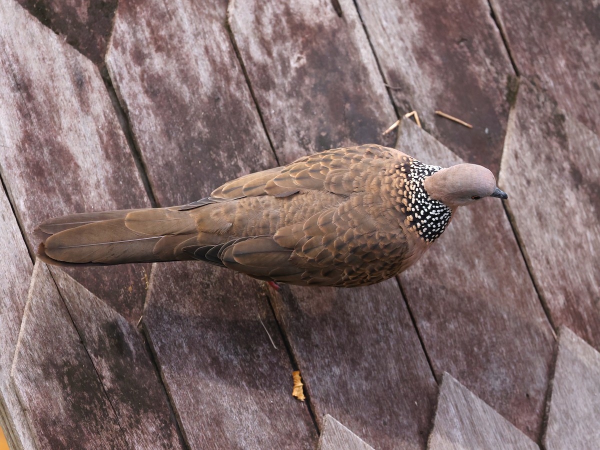 Spotted Dove - Junaid Ozdal