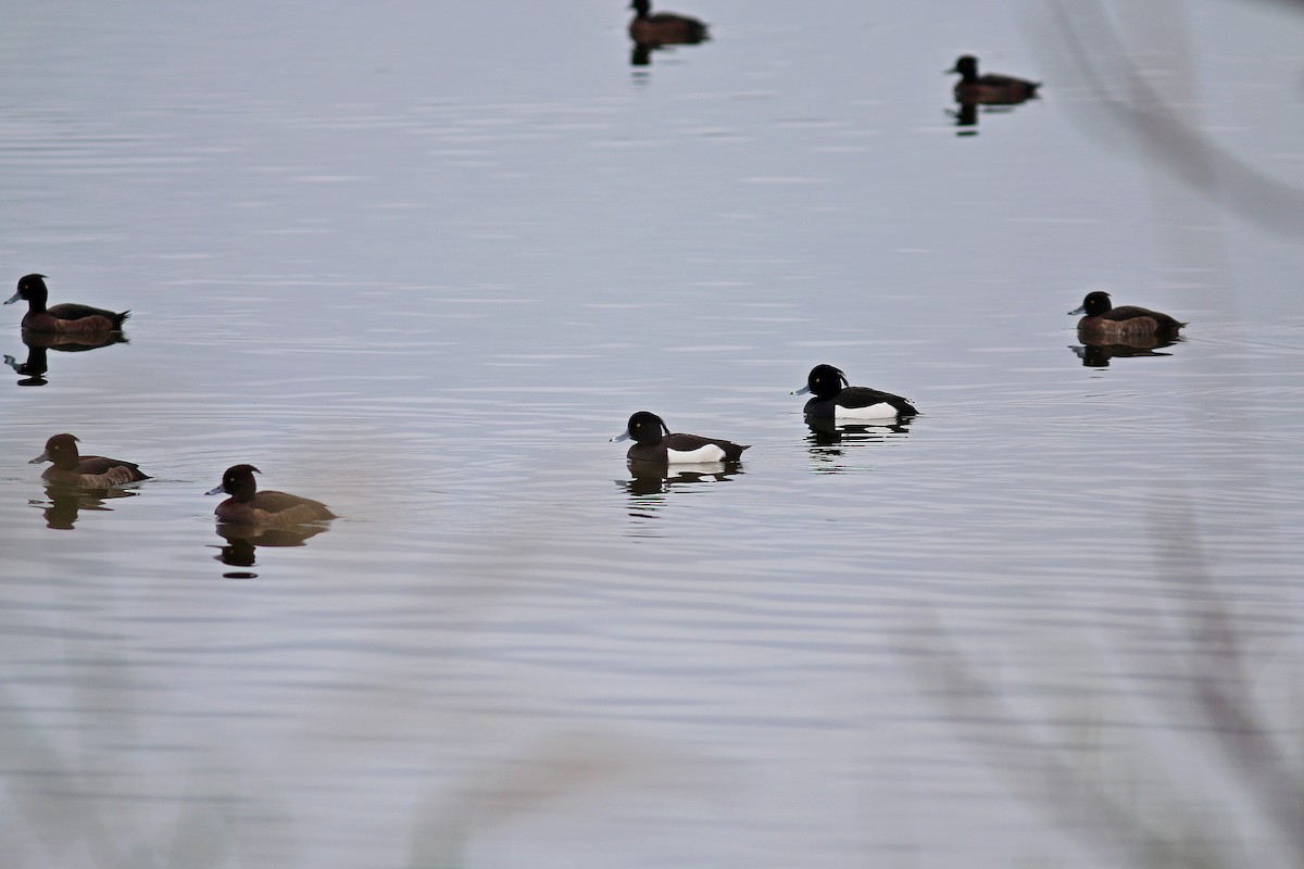 Tufted Duck - ML617514560