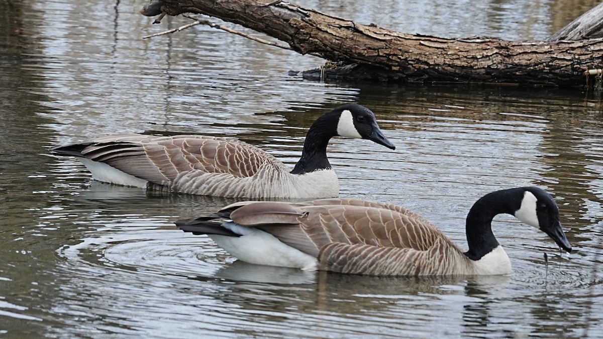 Canada Goose - leonard blass
